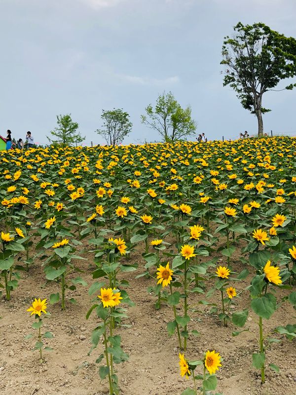 日本・北海道「北海道」の写真：四季彩の丘