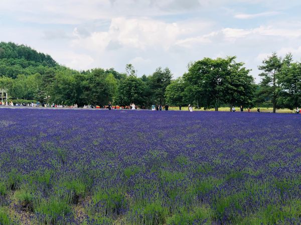 日本・北海道「北海道」の写真：定山渓から富良野までタクシーで移動。
富...