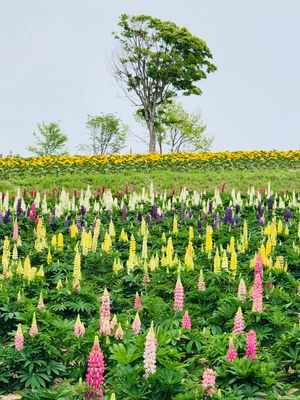 四季彩の丘