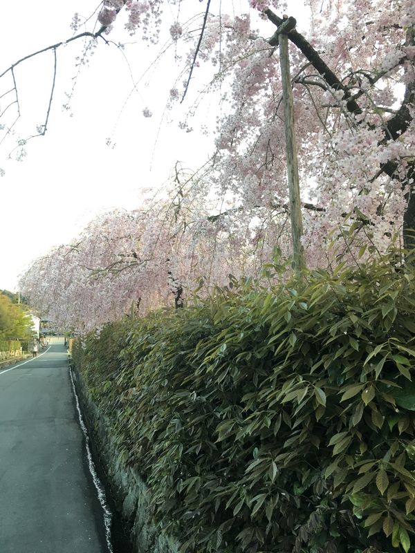 日本・京都府「大阪京都旅行」の写真