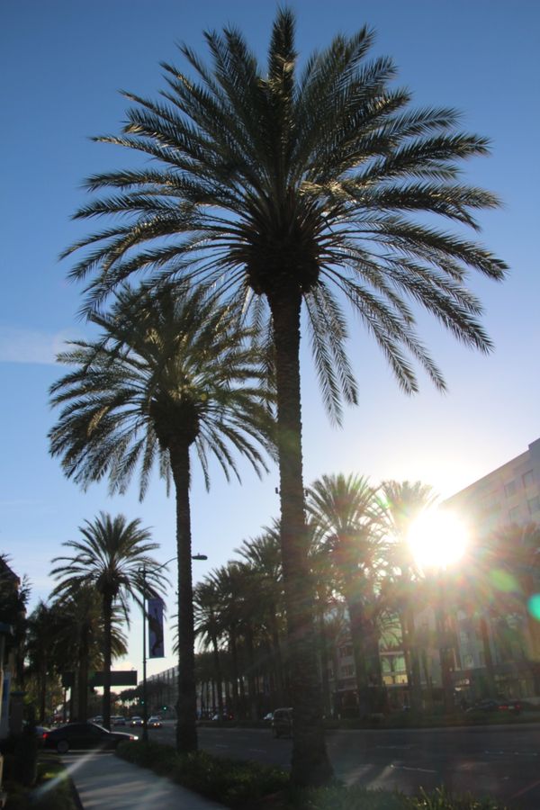 アメリカ(米国)・アナハイム「NAMM SHOW」の写真