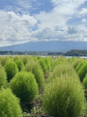 ぶどうを買いに行ったのに🍇の写真はなし。
大石公園からの埜蜜喜氷。イチゴ、...