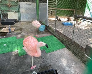 懐古園のお隣には小諸動物園がありました。ペンギンやフラミンゴ、フクロウ、ラ...