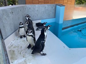 懐古園のお隣には小諸動物園がありました。ペンギンやフラミンゴ、フクロウ、ラ...