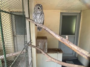 懐古園のお隣には小諸動物園がありました。ペンギンやフラミンゴ、フクロウ、ラ...