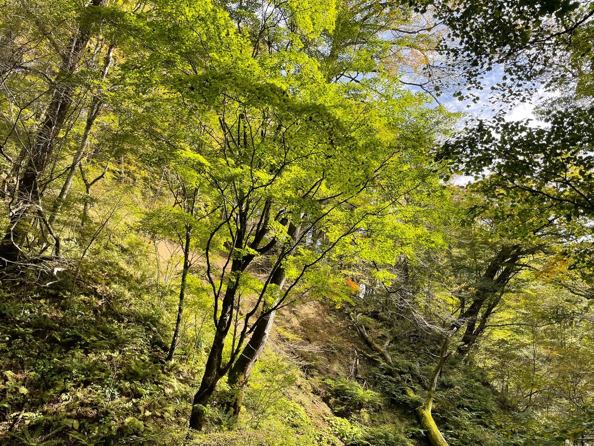 翌日は白糸の滝へ。富士にあるのよりは規模が小さいけれどなかなか良かった。