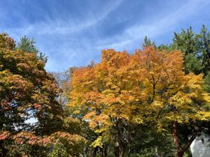 小諸の懐古園。旧小諸城跡になります。まだ紅葉は始まったばかりでした。