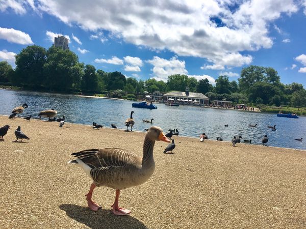 イギリス(英国)・ロンドン「NRT ✈︎ HKG ✈︎ LHR ⛐ LGW ✈︎ DBV ⛐ SPU ✈︎ FRA ✈︎ HKG ✈︎ NRT」の写真：ハイドパークを抜けてバッキンガム宮殿を見...