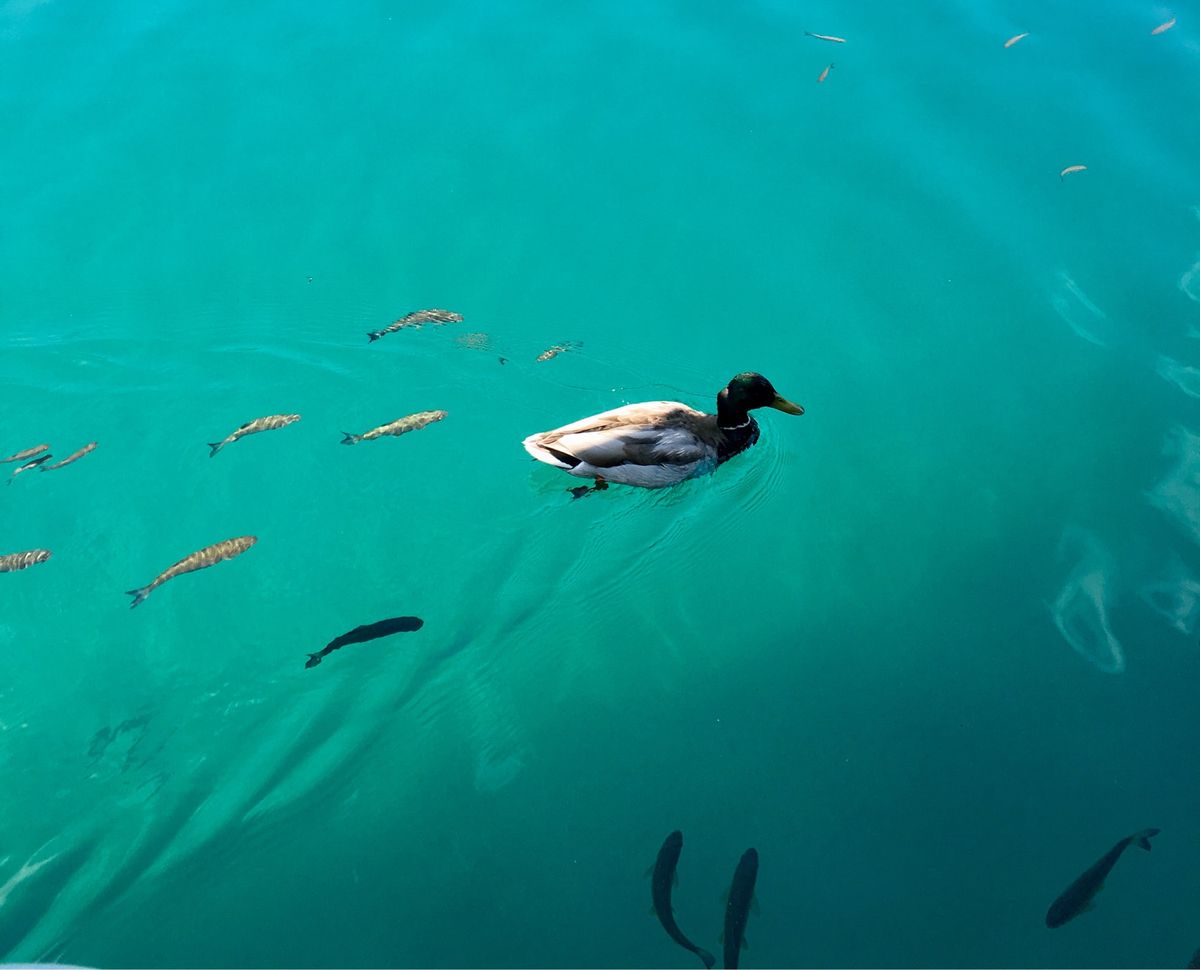 帰路はボートで向かいます