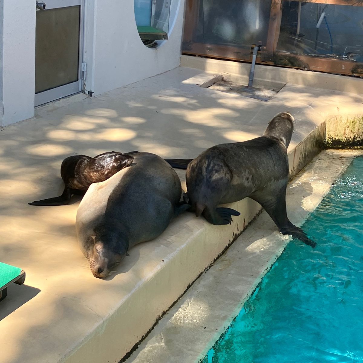 桂浜水族館
何だか面白かった😂