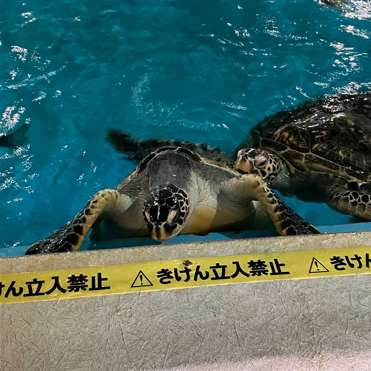 桂浜水族館
何だか面白かった😂