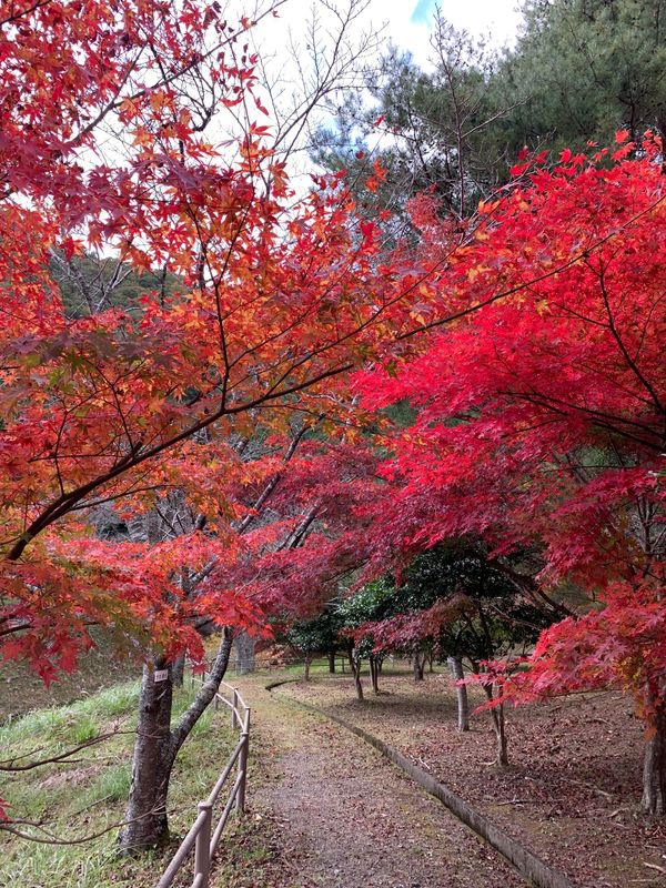 日本・京都府「京都、美山へ」の写真