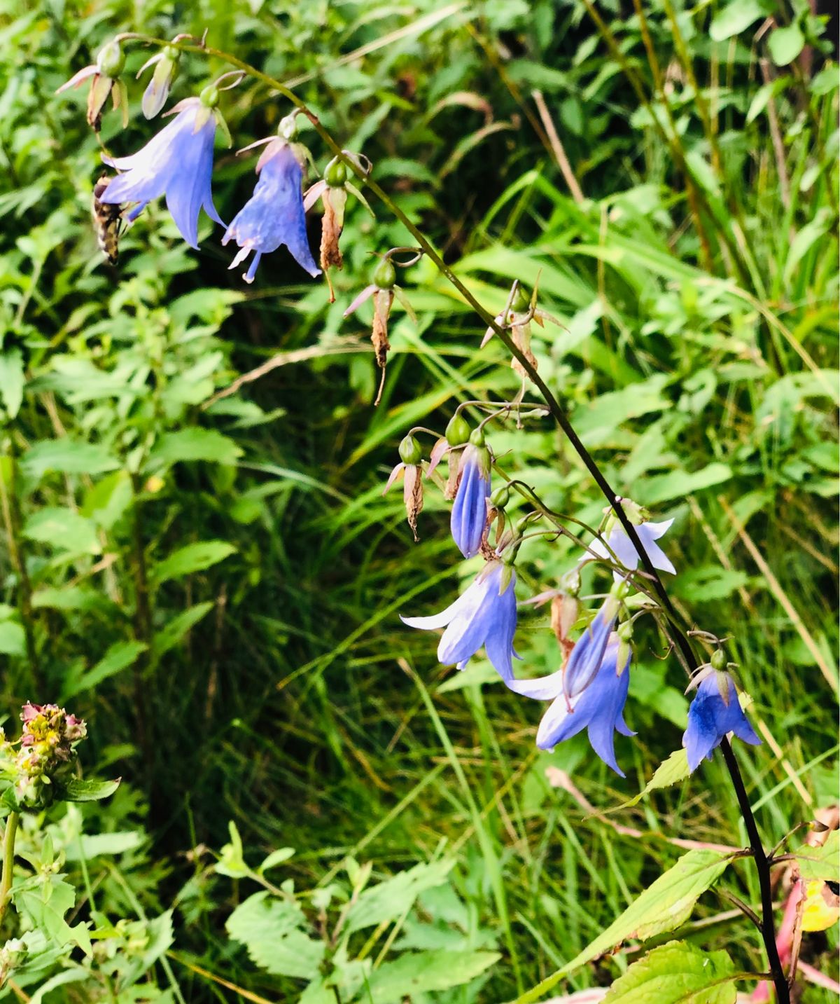 夕日や星空、朝日を見たり…なんだか大忙しで寝不足でしたが、涼しく散策も楽し...