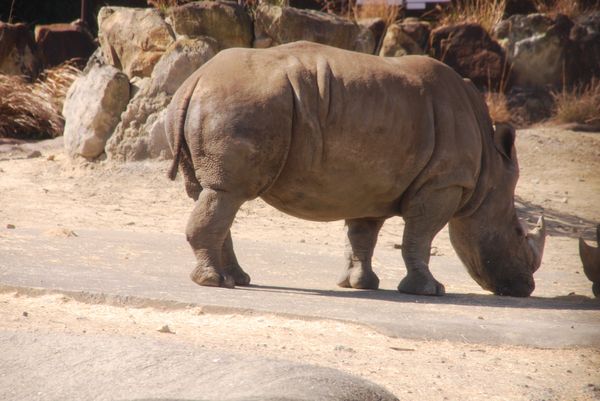 日本・和歌山県「白浜慰安旅行」の写真