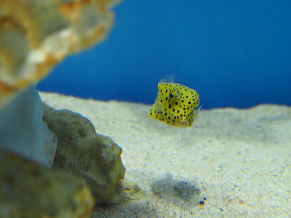日本・城崎温泉「城崎温泉旅行」の写真：他の魚たちも可愛い。
カメラがいいと、水...