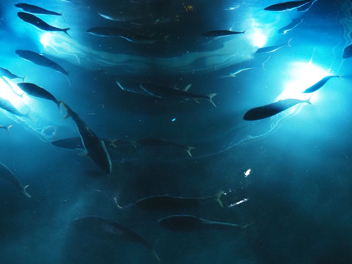 フィッシュダンスっていうアトラクション。
外からも中からもみて楽しみました🐟🐟