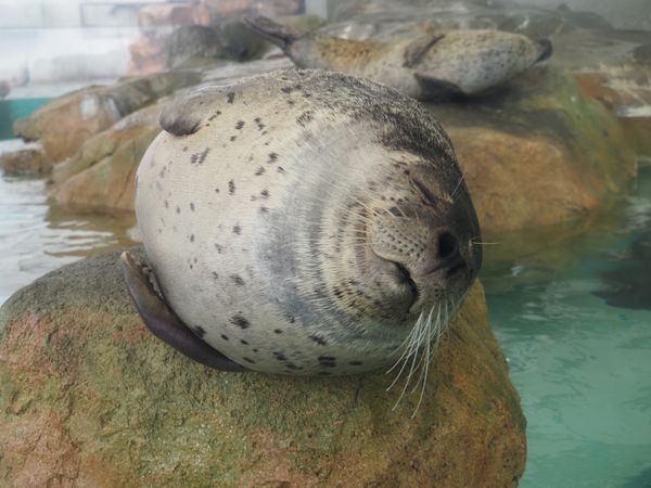 日本・城崎温泉「城崎温泉旅行」の写真：おひるね中。
可愛すぎる♡