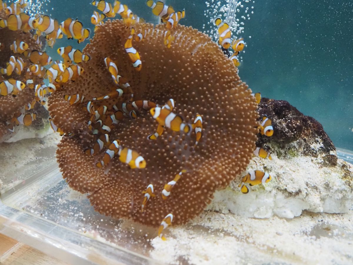 他の魚たちも可愛い。
カメラがいいと、水族館も楽しい♡