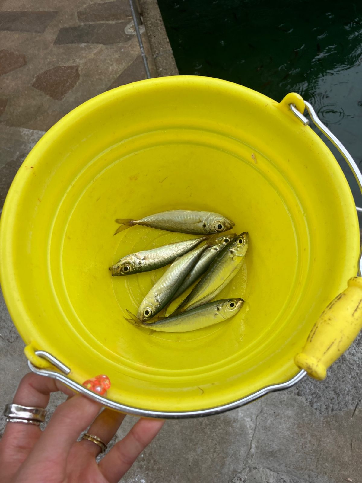 城崎マリンワールドは、まず鯵釣りから。
もっと釣りたかった🎣
釣ったら天ぷ...