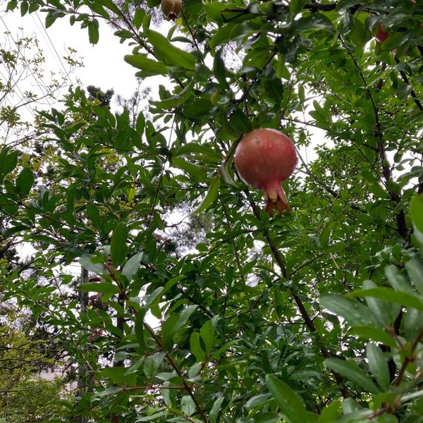 日本・長野県「家族みんなで信州〜黒部ダムの旅」の写真：松本十帖お散歩。