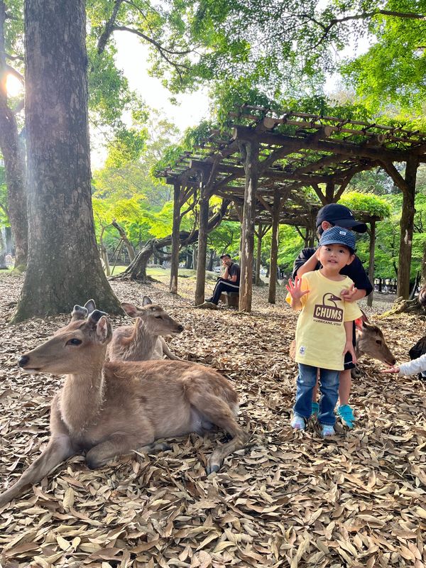 日本・奈良県「奈良日帰り」の写真