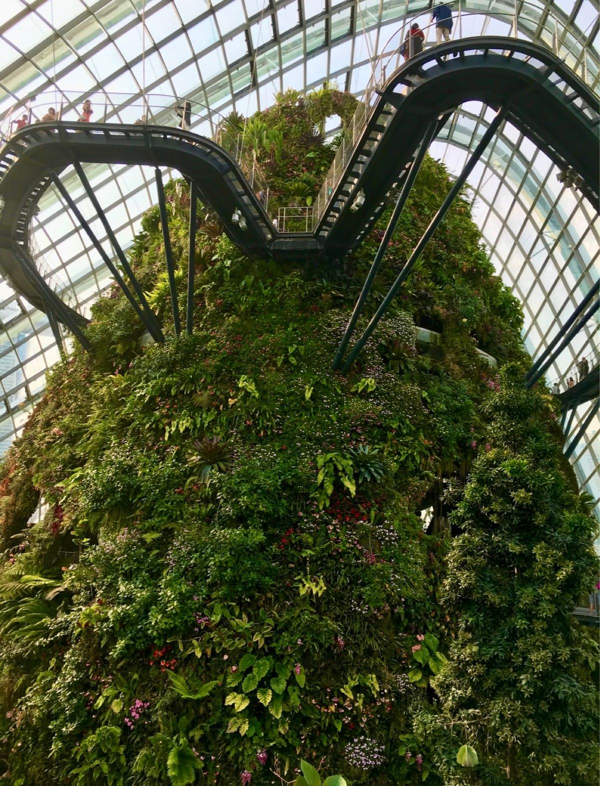 クラウド･ウォーク＆ツリートップ･ウォーク