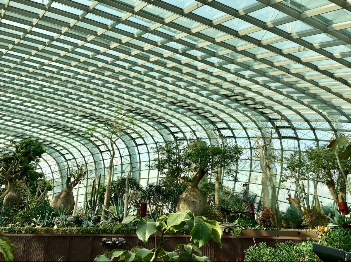 ガーデンズ•バイ•ザ•ベイの目的はバオバブです。