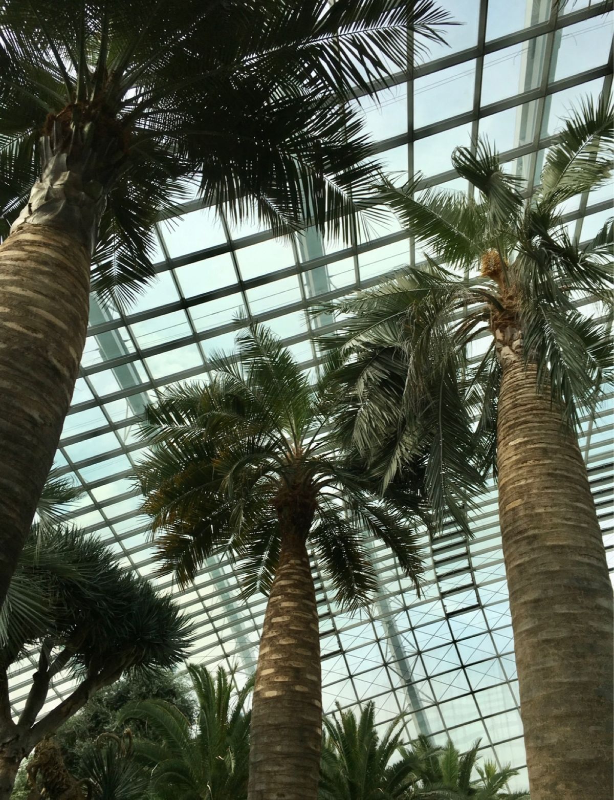 ガーデンズ•バイ•ザ•ベイの目的はバオバブです。