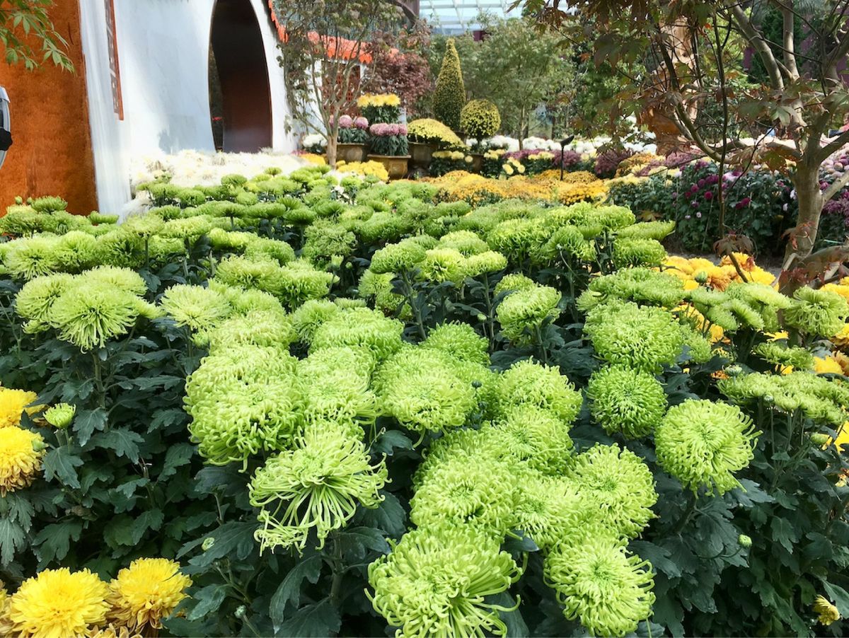 ガーデンズ•バイ•ザ•ベイの目的はバオバブです。