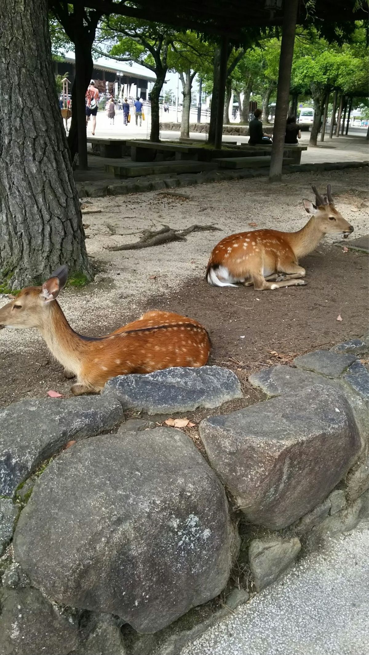 厳島神社にも行ってきた。
途中から雨降ったから空真暗😂