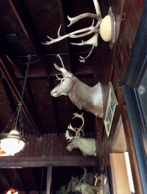 アメリカ(米国)・サンフランシスコ「NRT ✈︎ HKG ✈︎ SFO ⛐ Yosemite ⛐ SFO ✈︎ HKG ✈︎ NRT」の写真：ヨセミテに到着