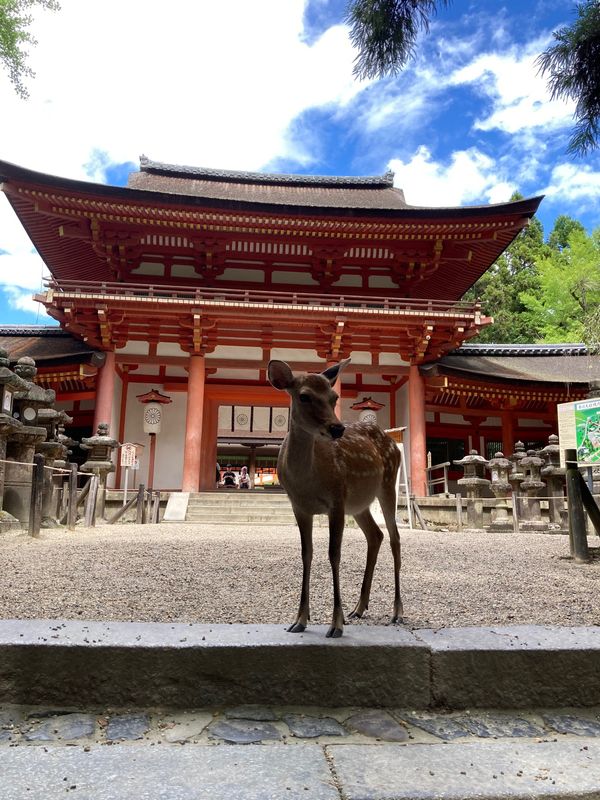 日本・大阪府「奈良出張」の写真