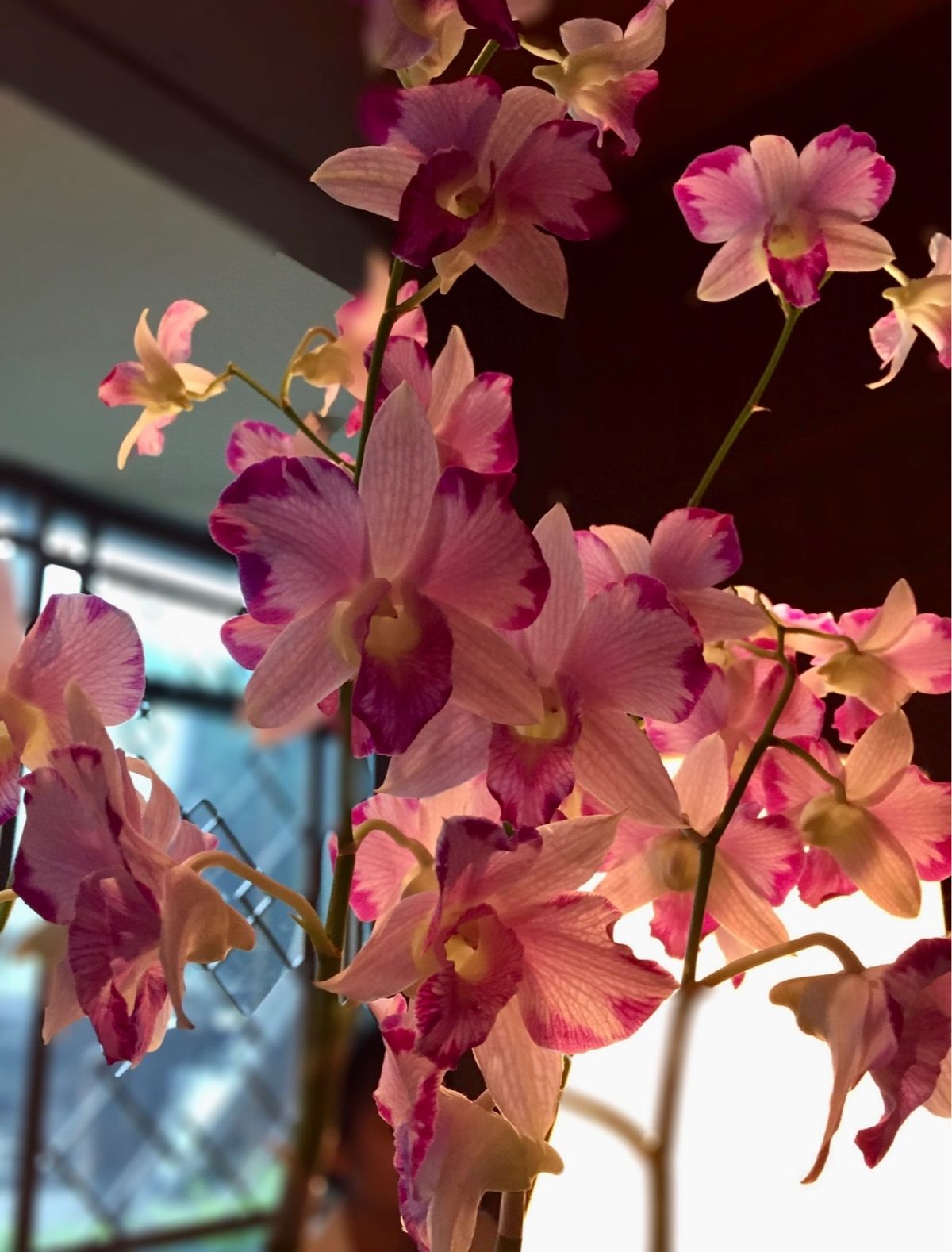 今回は久しぶりのバンコク。

余り出歩かずホテルでのんびりしたかったので、...