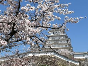 日本の城には桜がよく似合う🌸