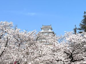 日本の城には桜がよく似合う🌸