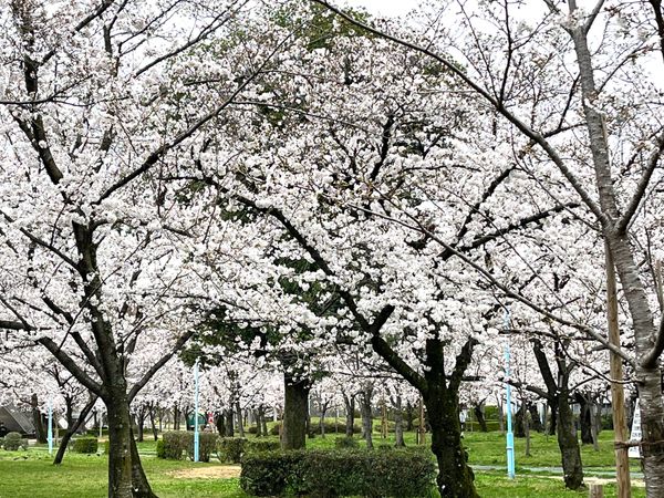 日本・大阪府「大阪」の写真