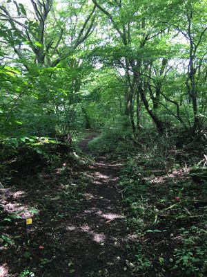 1枚目　旧碓氷峠　本当は旧軽井沢から歩きたかったが、山ビルが凄いという情報...