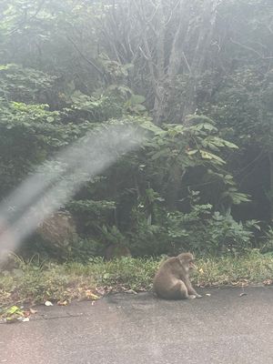 津軽半島
道路沿いに野生の猿があちらこちらいます。