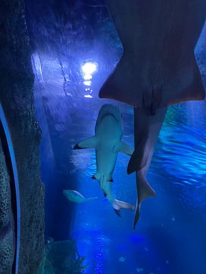 レゴランド・ジャパンの水族館。
シーライフ。
小さいけど楽しめました🐟