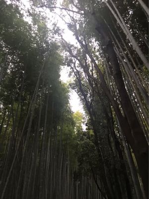 嵐山散策。
美容師だから髪の毛の神社に。