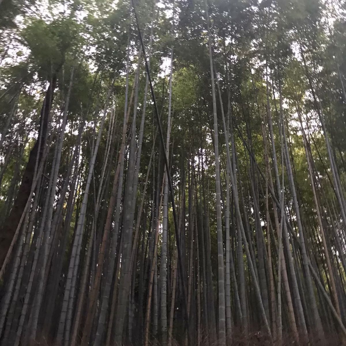 嵐山散策。
美容師だから髪の毛の神社に。
