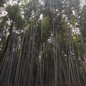 嵐山散策。
美容師だから髪の毛の神社に。