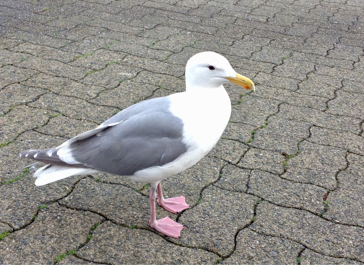 グランビルアイランドにて。