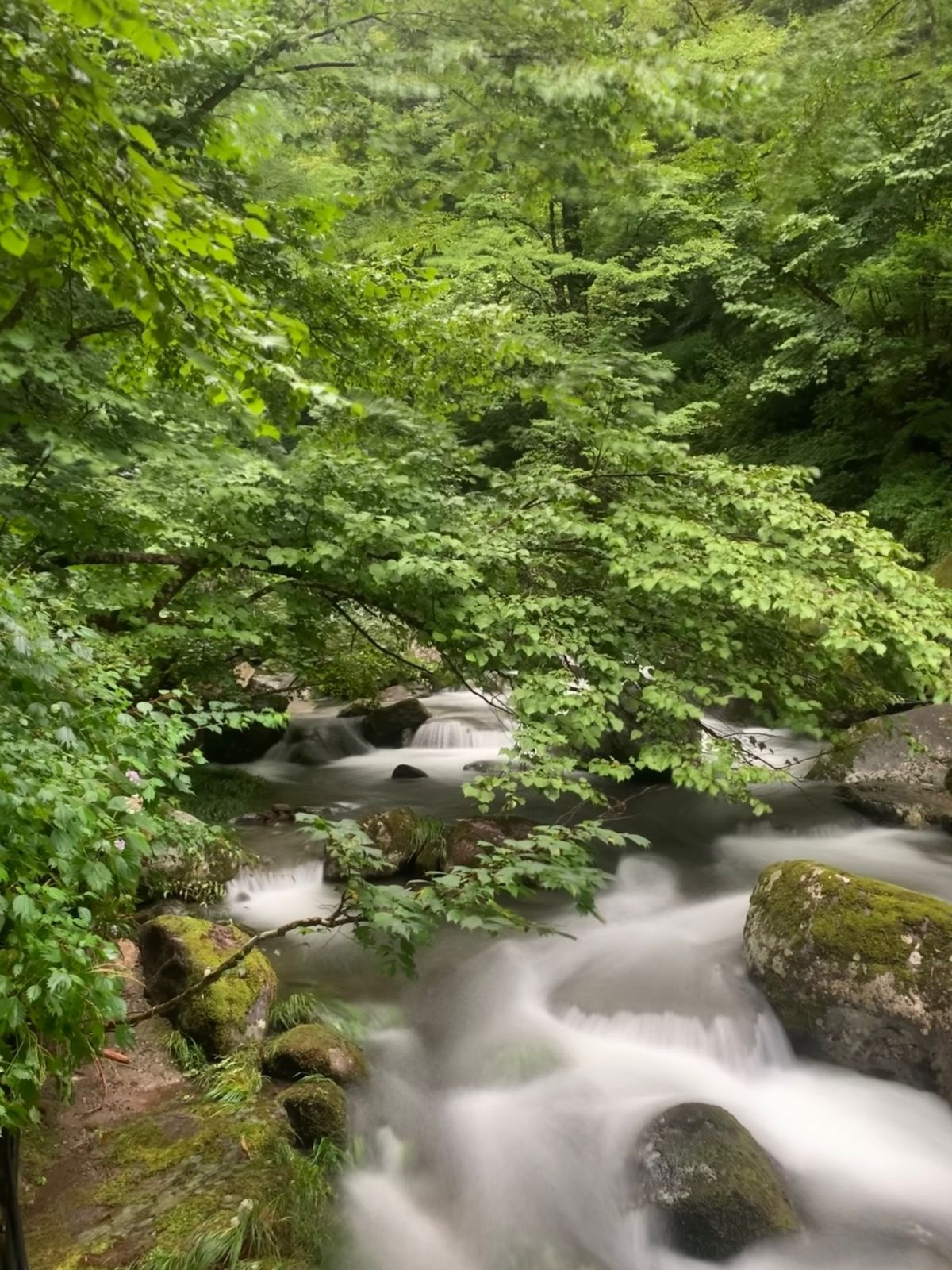 肉寿司は食べるべし！