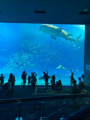 美ら海水族館　国際通り
