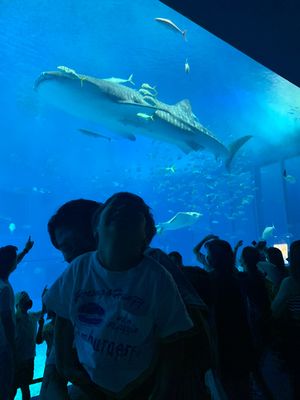 美ら海水族館　国際通り
