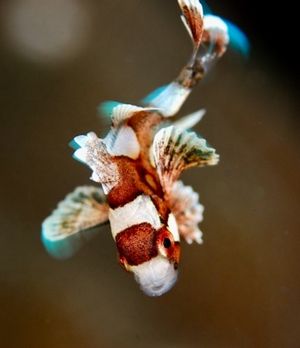 チョウチョコショウダイの幼魚など。