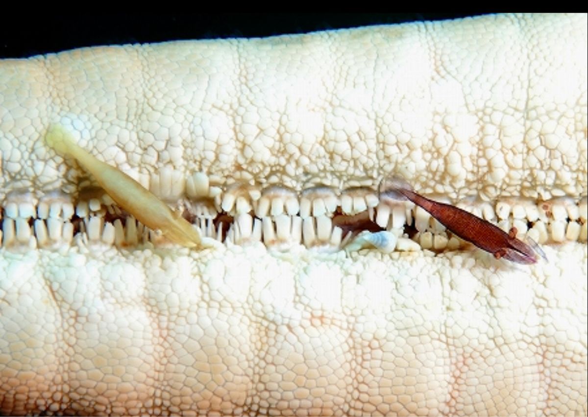 チョウチョコショウダイの幼魚など。