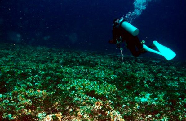 フィリピン・セブ島「HKG ✈︎ CEB ✈︎ HKG」の写真：ホヤの中のエビ、口の中で卵を育てるキンセ...