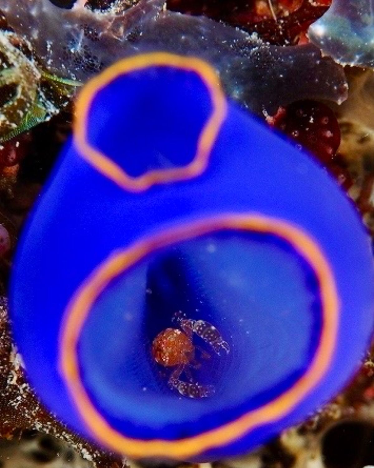 ホヤの中のエビ、口の中で卵を育てるキンセンイシモチなど。